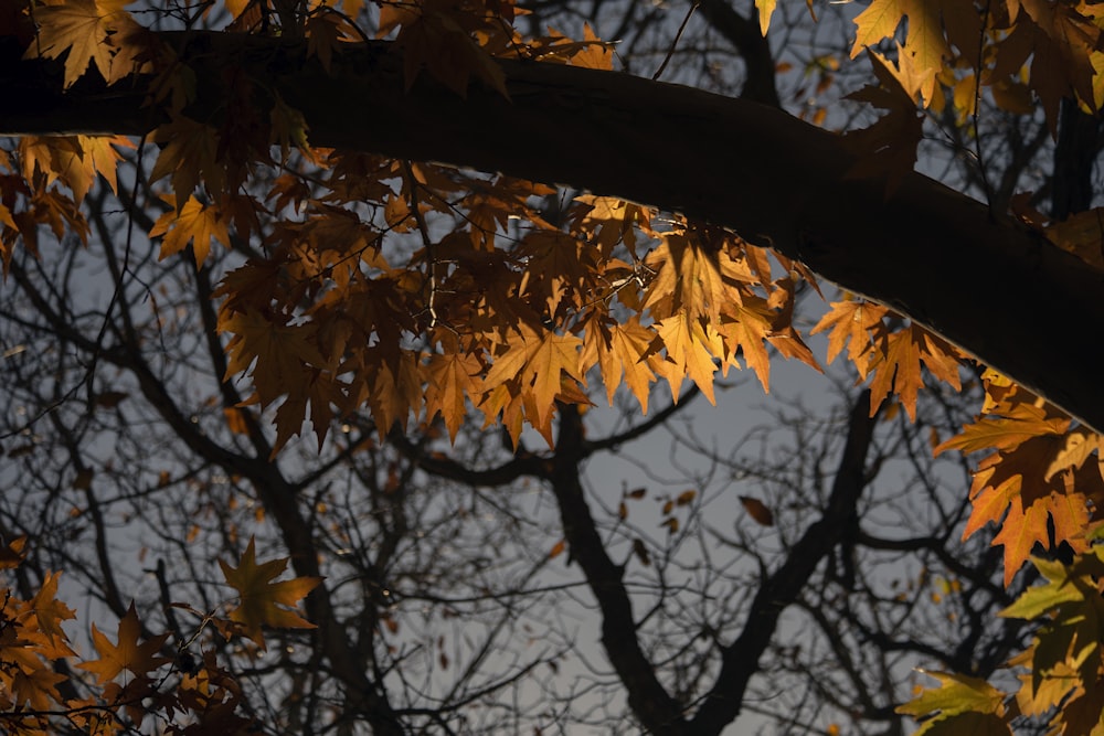 brown tree