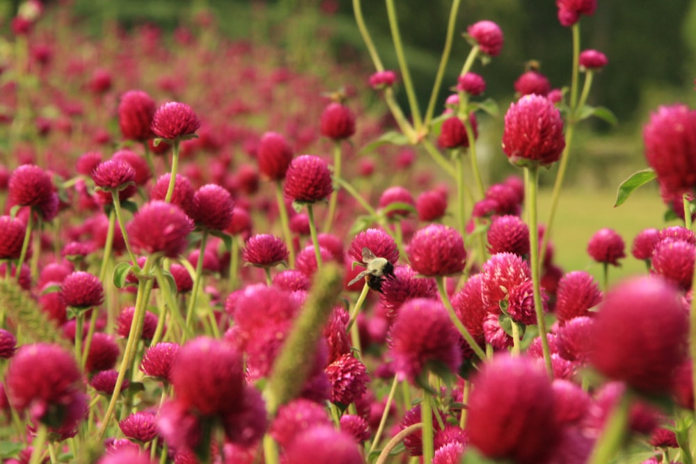 pink petaled flowers