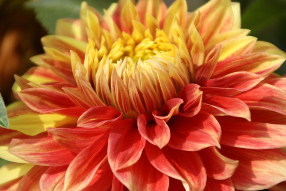 orange-petaled flowers