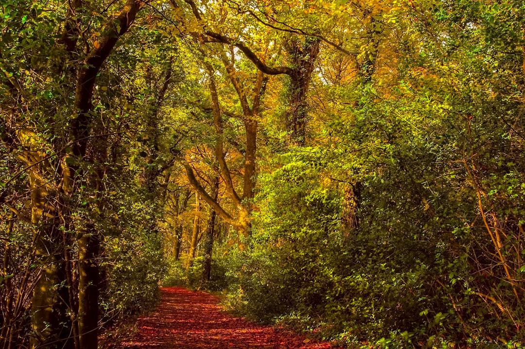 photo of Portarlington Forest near Tullamore
