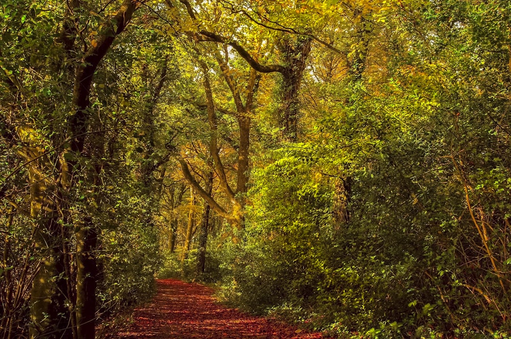 green trees during daytime