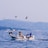 A small fishing boat navigates calm ocean waters, with a person in yellow rain gear handling equipment. Several seagulls are flying above, while distant hills with scattered buildings are visible in the background.