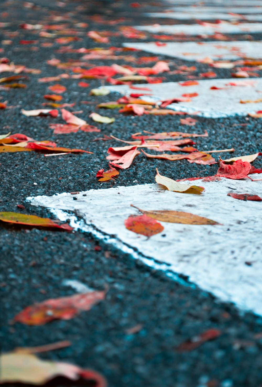 brown leaves on concrete pathway