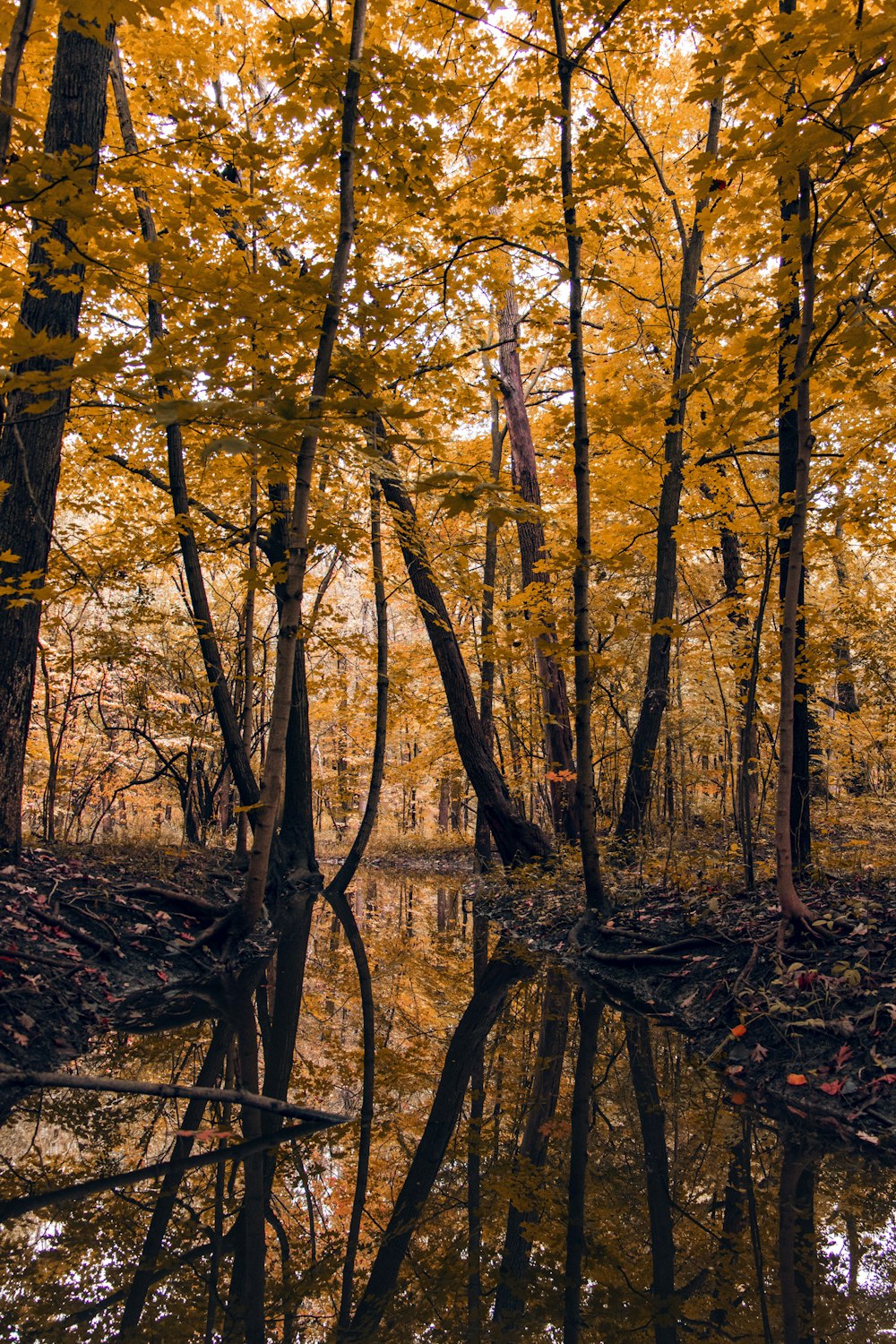 reflection of green trees on body of water