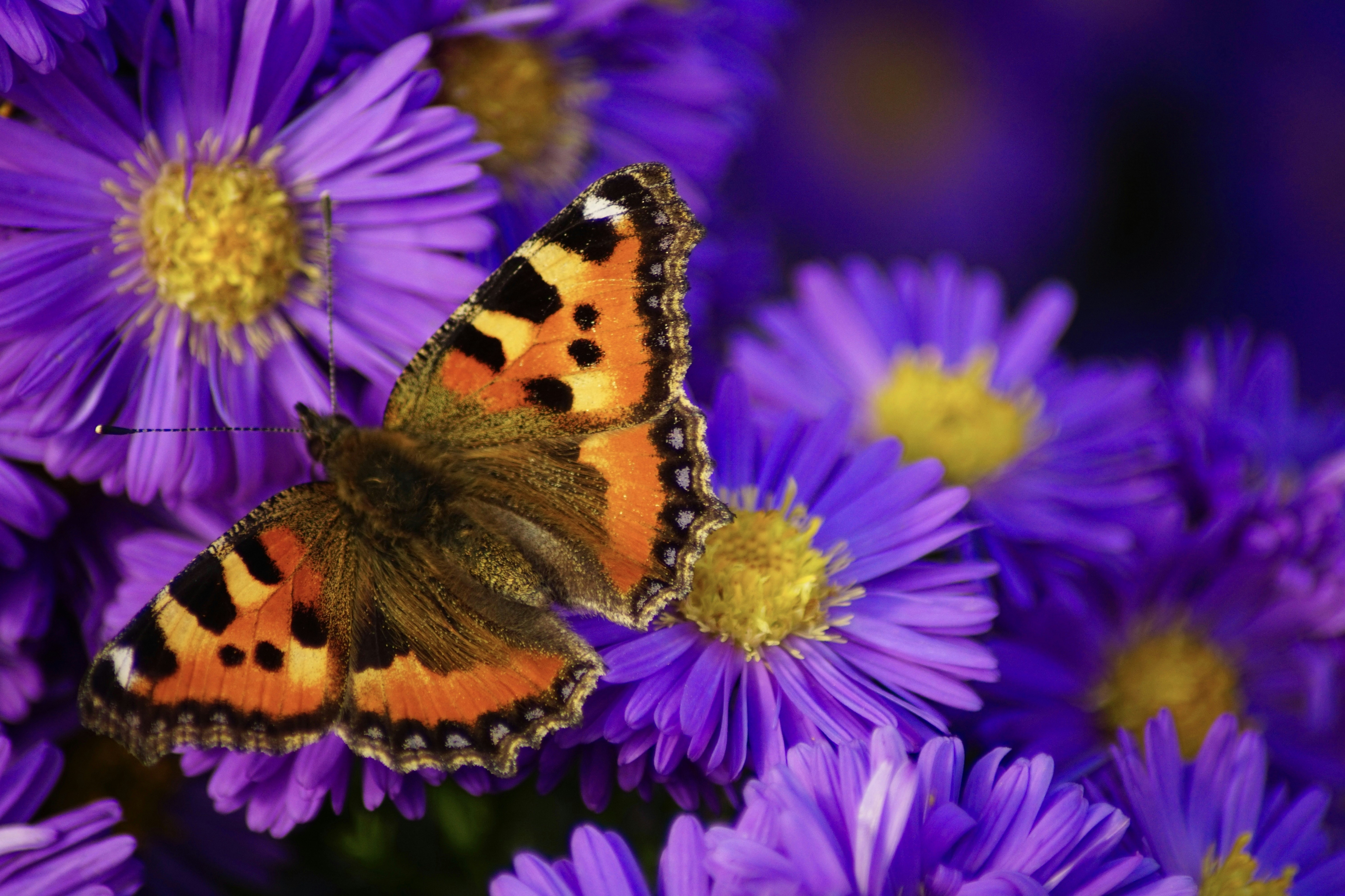 Indian summer Michaelmas Daisy and butterfly
