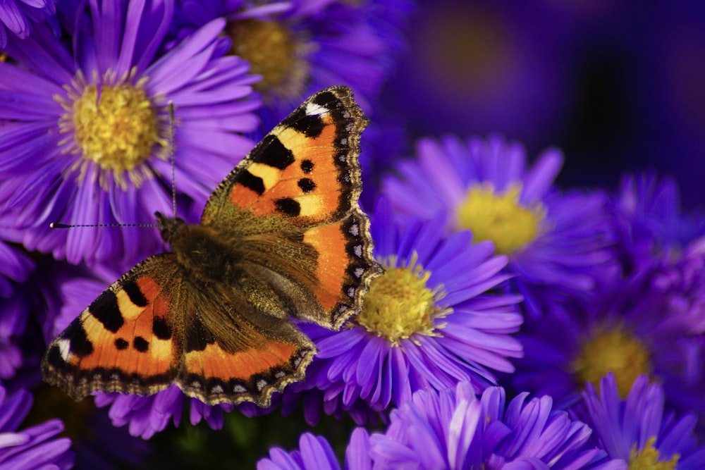 monarch butterfly