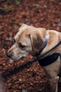A beige-colored dog wearing a harness is gazing to the side. The background consists of a textured ground covered with reddish-brown leaves or pine needles. The dog appears calm and is captured in a thoughtful pose.