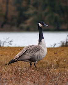 gray and black duck standing on grass field