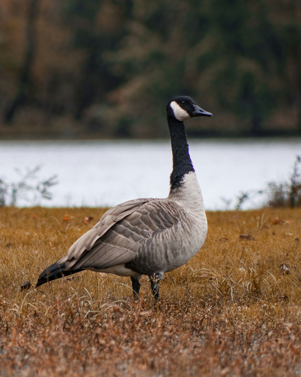 Pato gris y negro de pie en el campo de hierba