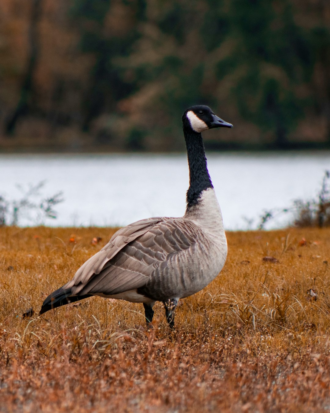  gray and black duck standing on grass field goose