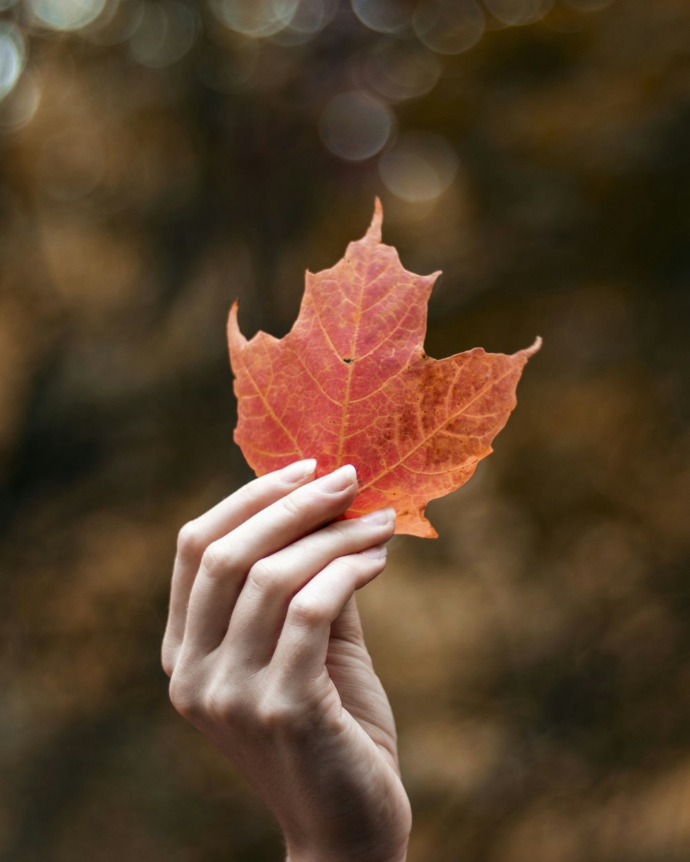 person holding orange maple leaf