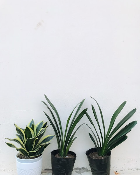 Which Plant Parent Personality Are You?