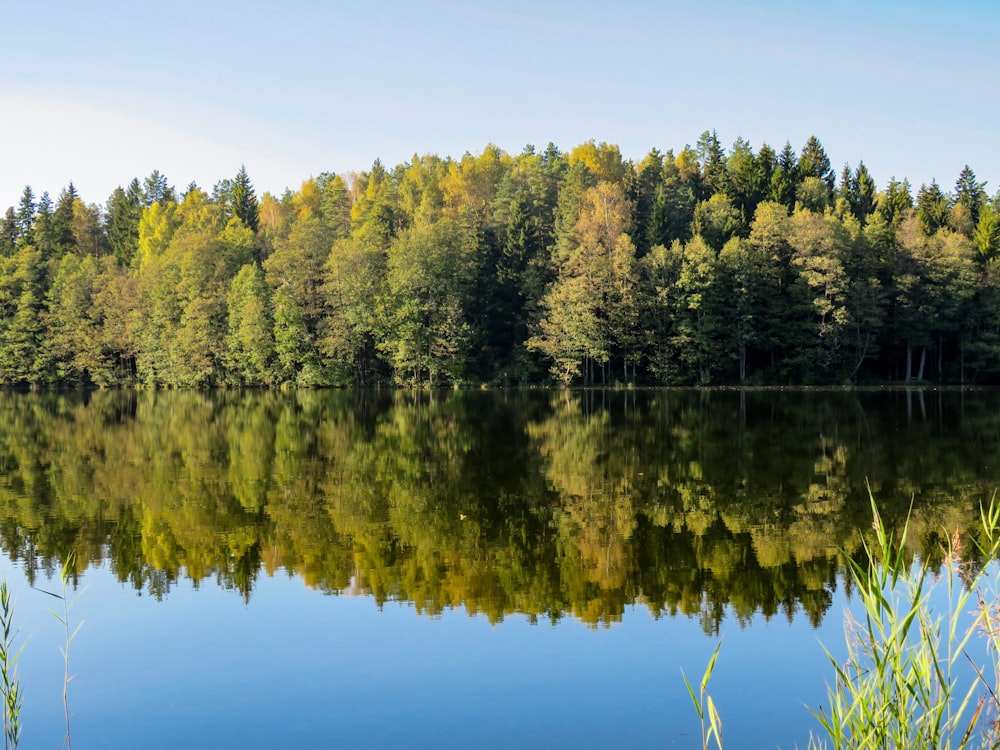 body of water and trees