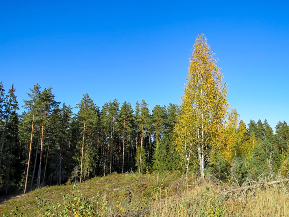 landscape photography of forest