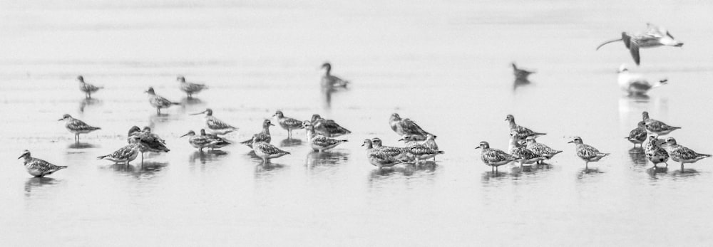 grayscale photo of ducks in water
