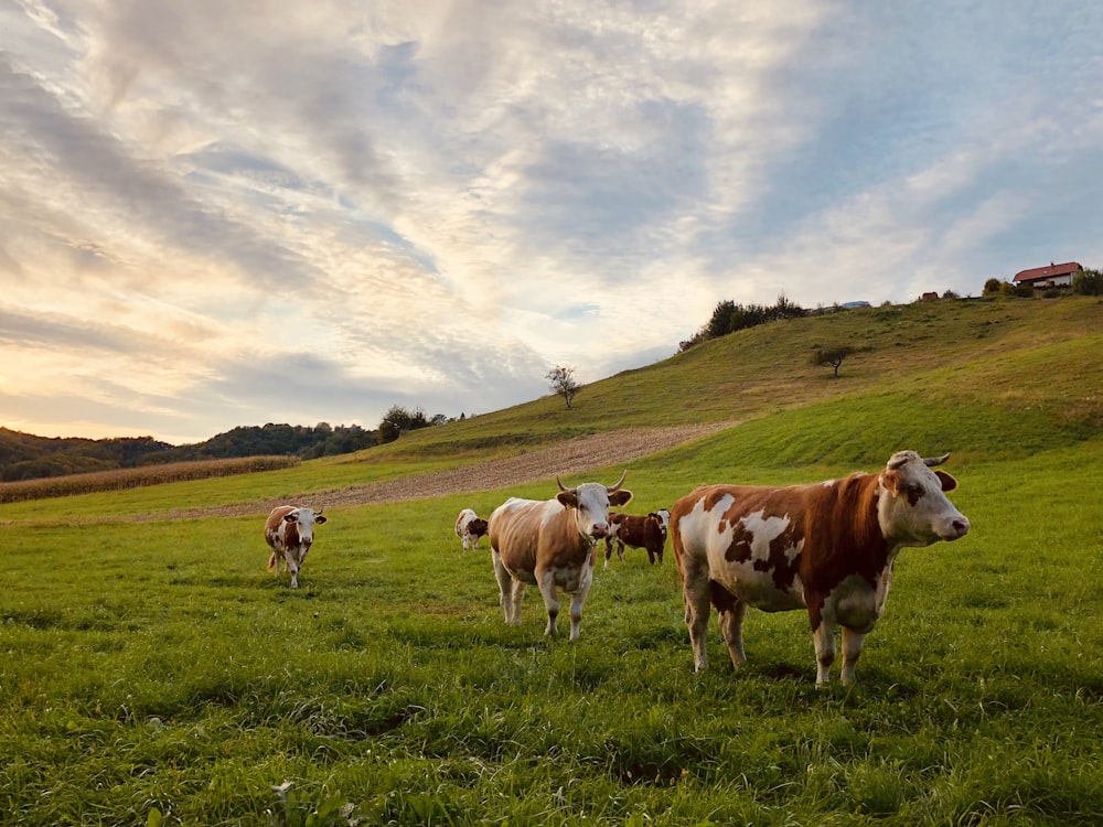 herd of cattle standing near house