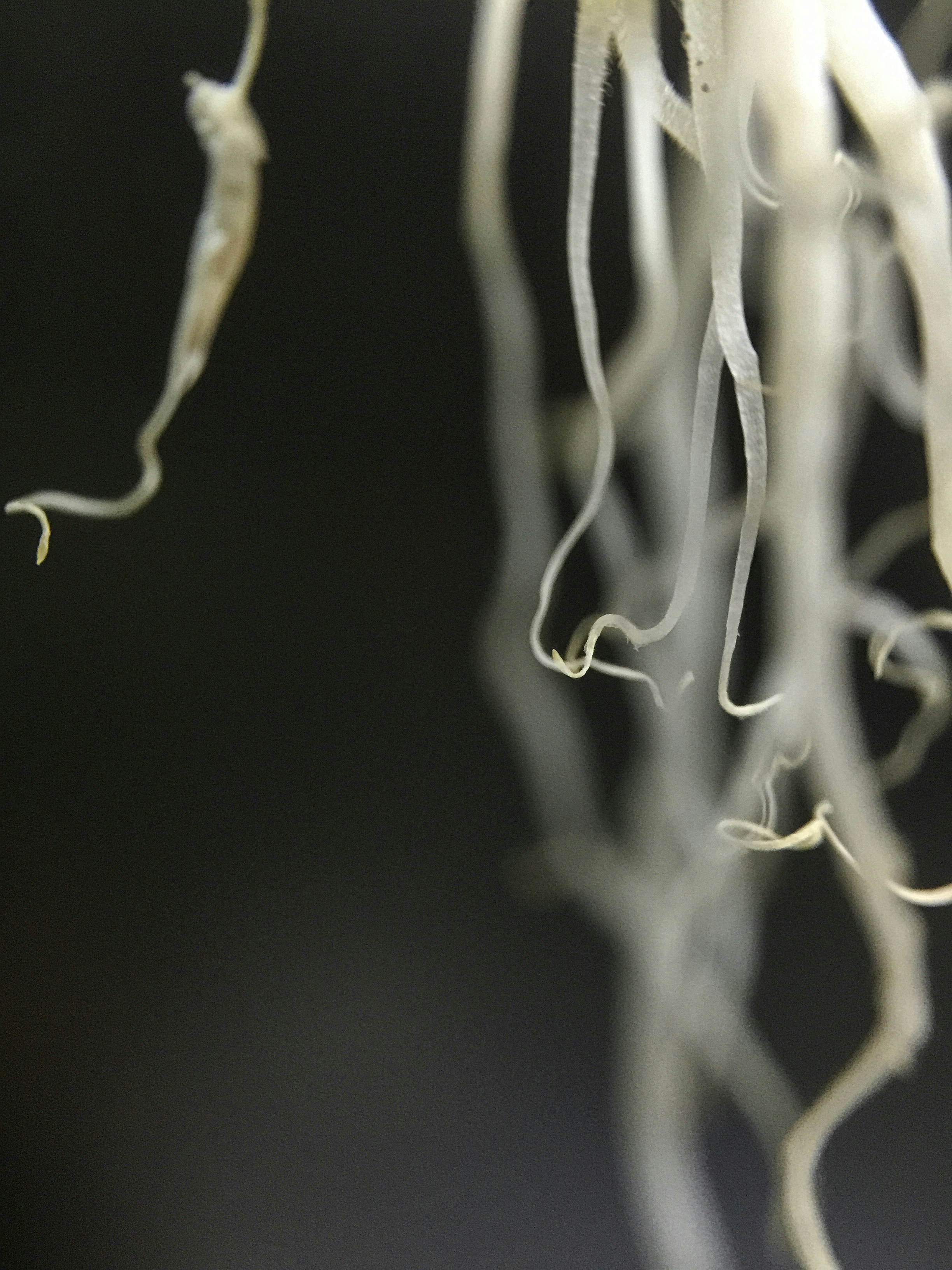 Photo by thomaskinto