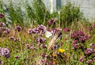 A peaceful nature scene with blooming flowers and butterflies.