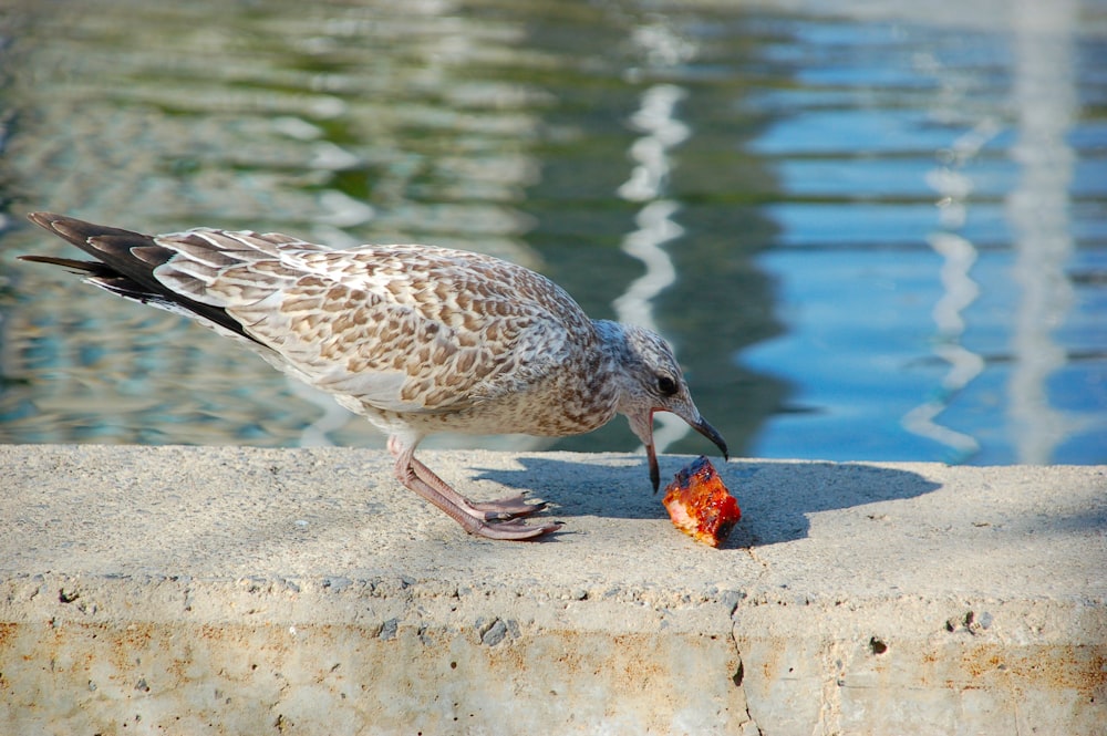 gray bird on focus photography