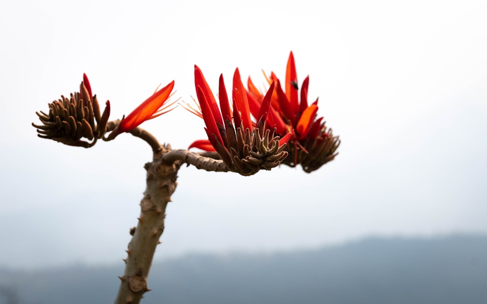 red-petaled flowers