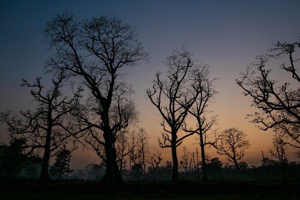 a couple of trees that are standing in the grass