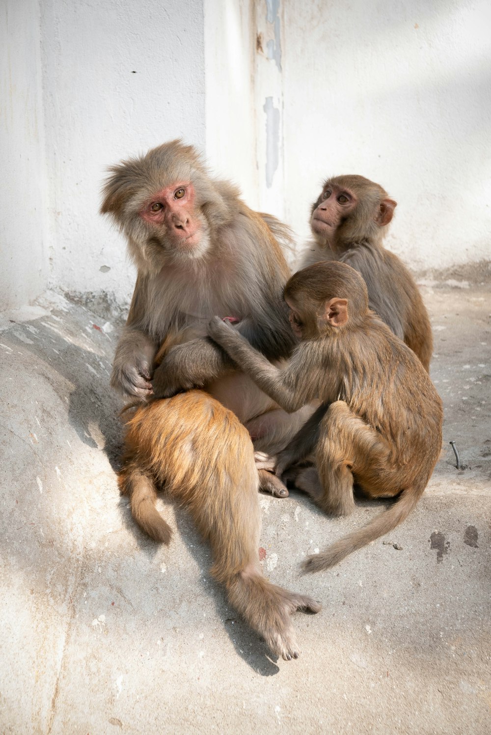adult monkey surrounded by baby monkeys