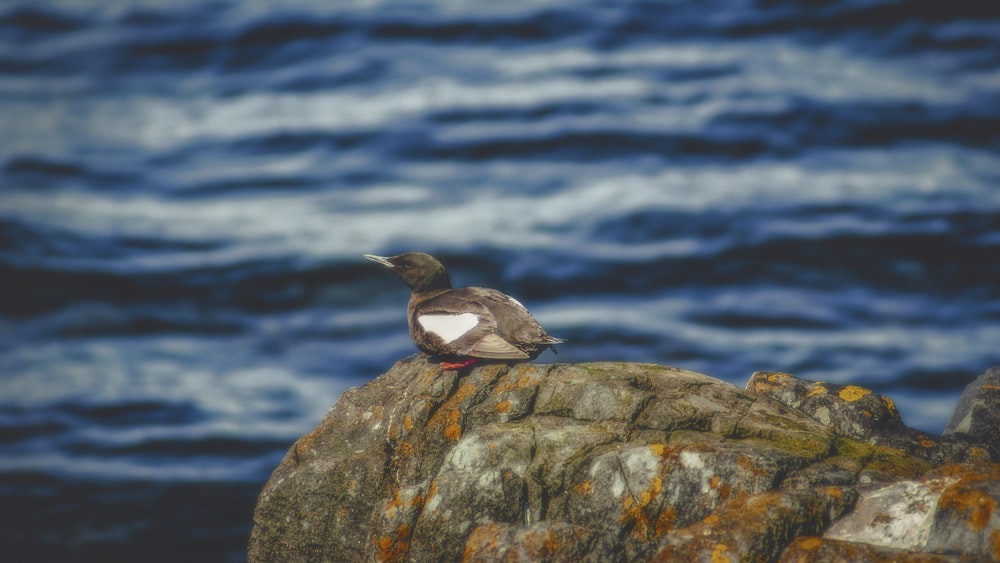 gray duck on rock