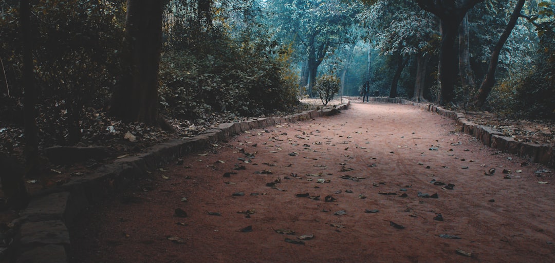 pathway between trees at daytime