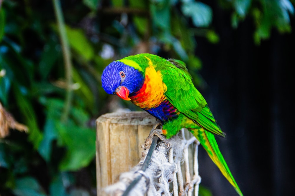 green and multicolored bird