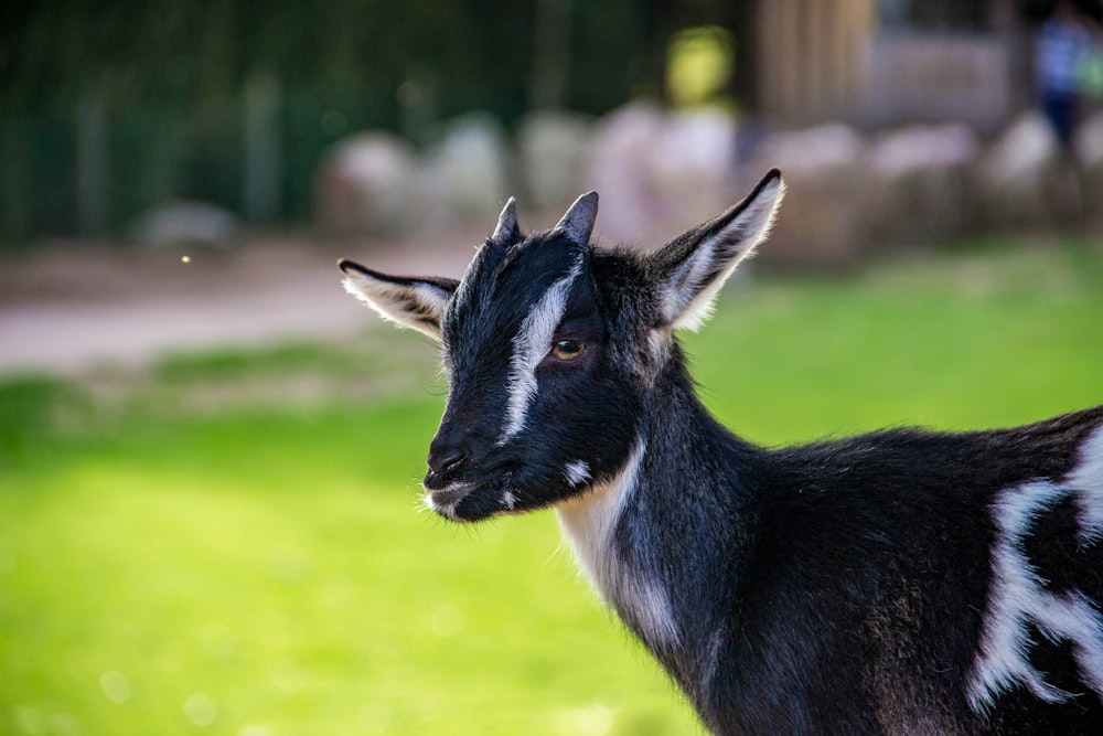 black and white kid goat
