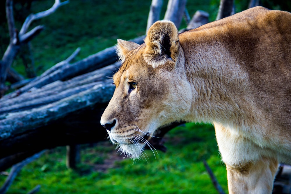 brown lioness during daytime photo