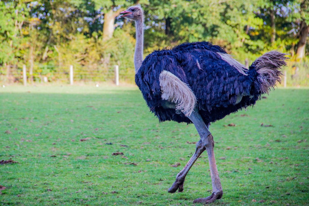  ostrich animal ostrich