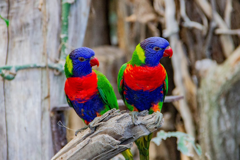 two red-and-blue birds