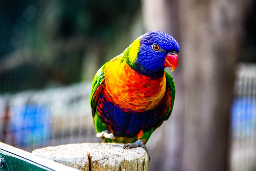 multicolored parrot perched on wooden top