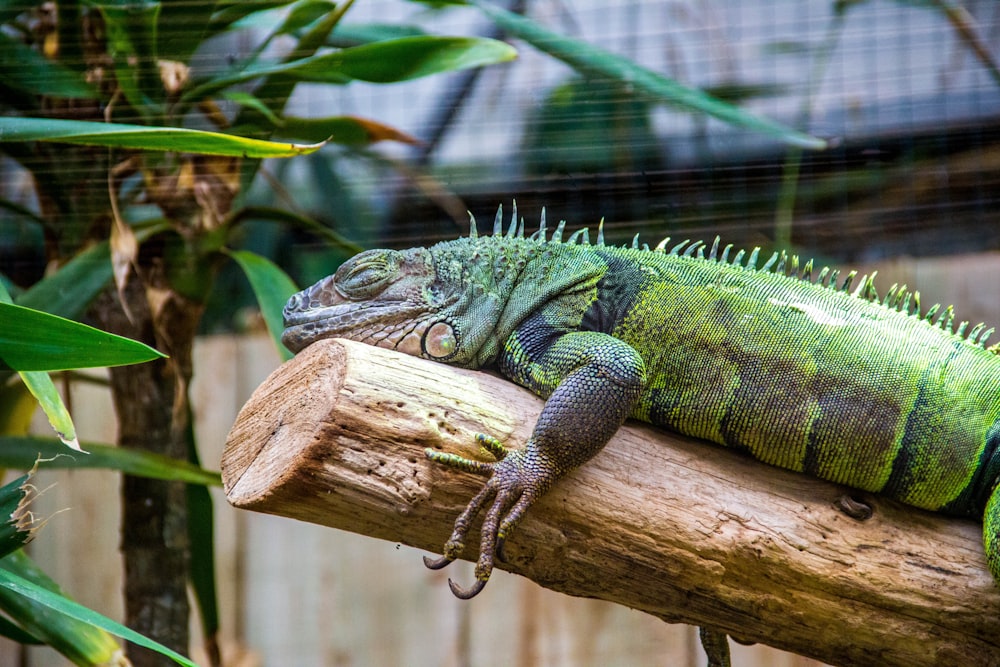 green bearded dragon