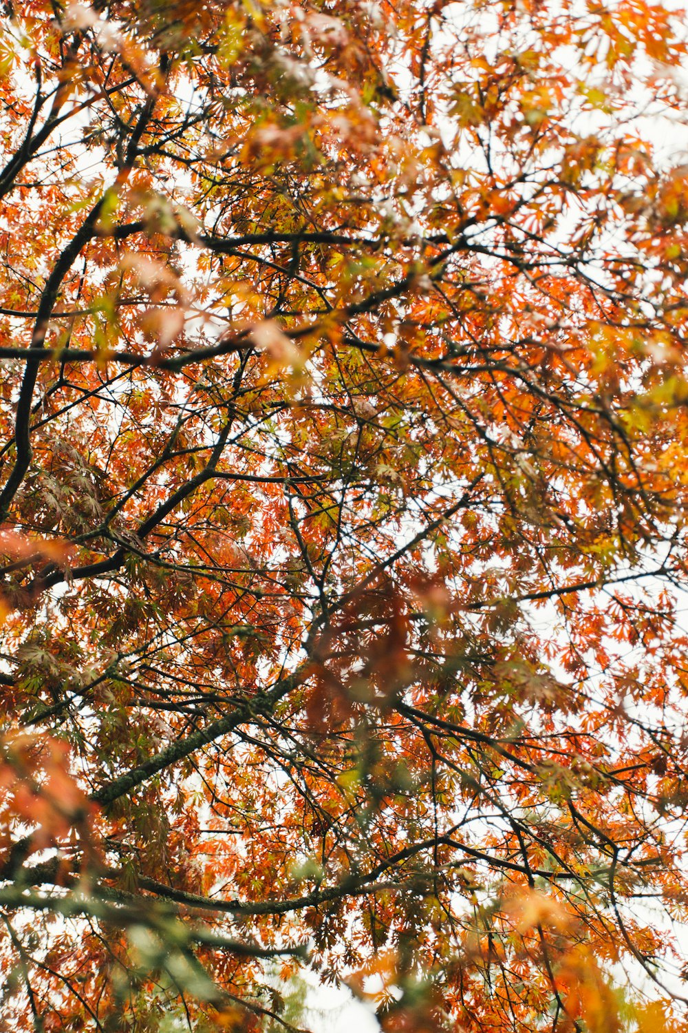 a tree with lots of orange and yellow leaves