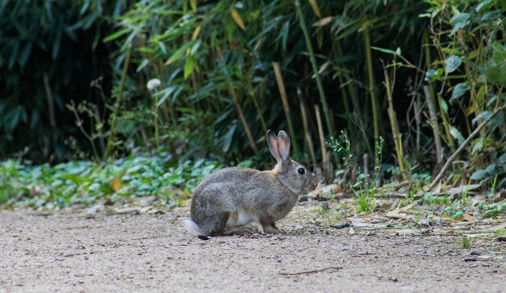 gray rabbit beside plant during daytime