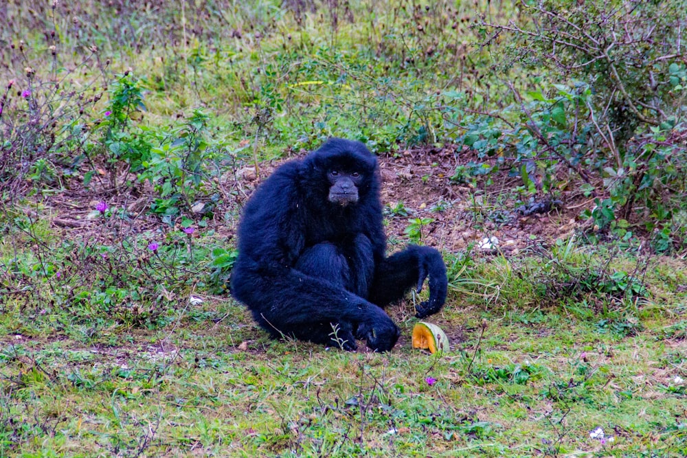 black monkey sitting on grass