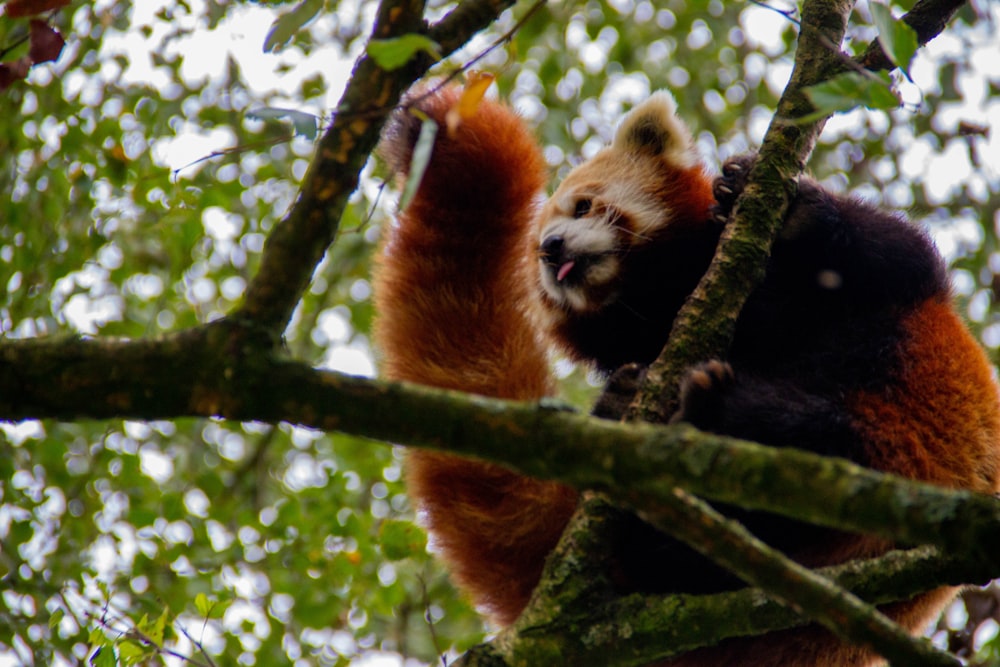 red panda on branch