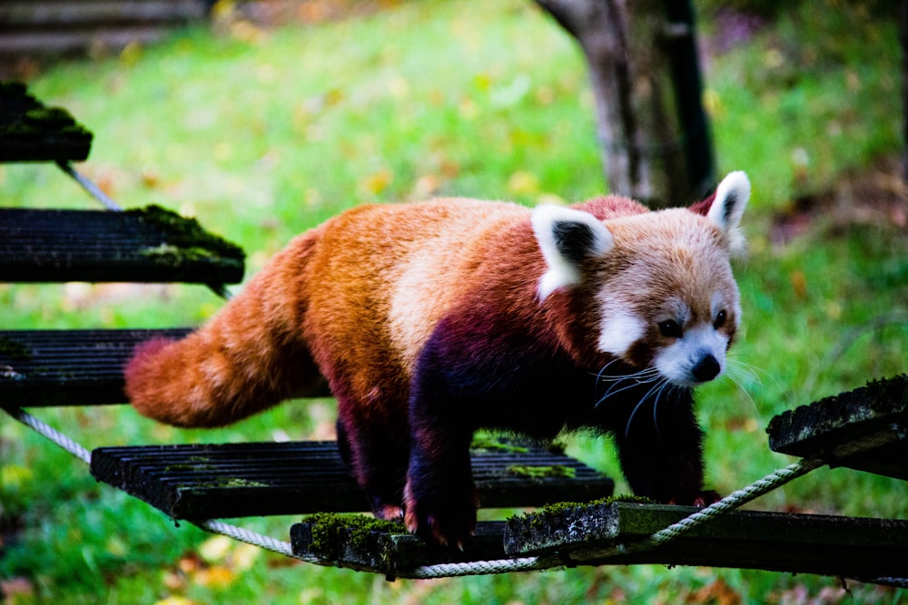 red panda crawling on ladder