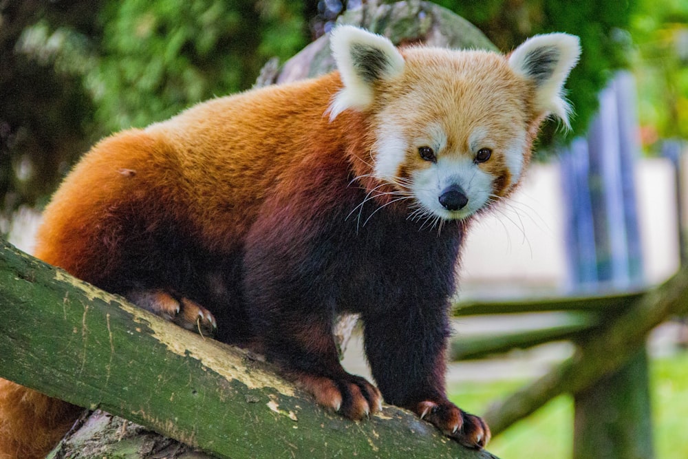 red panda on branch