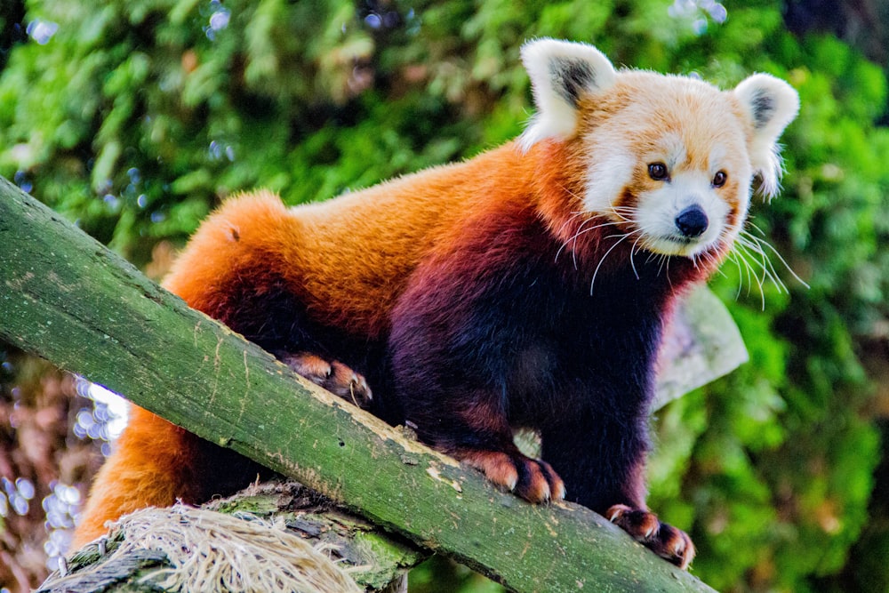 red panda on green wood