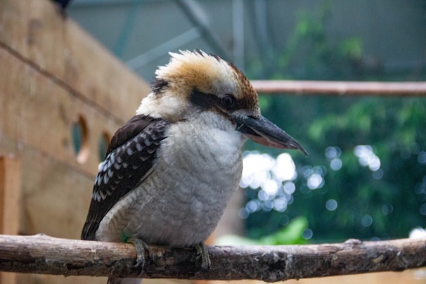 A hyper-realistic pastel rendering of a native Australian kookaburra perched quietly on a branch.