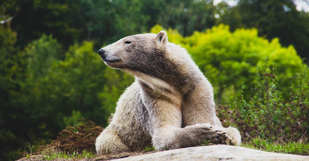 sitting gray bear during daytime