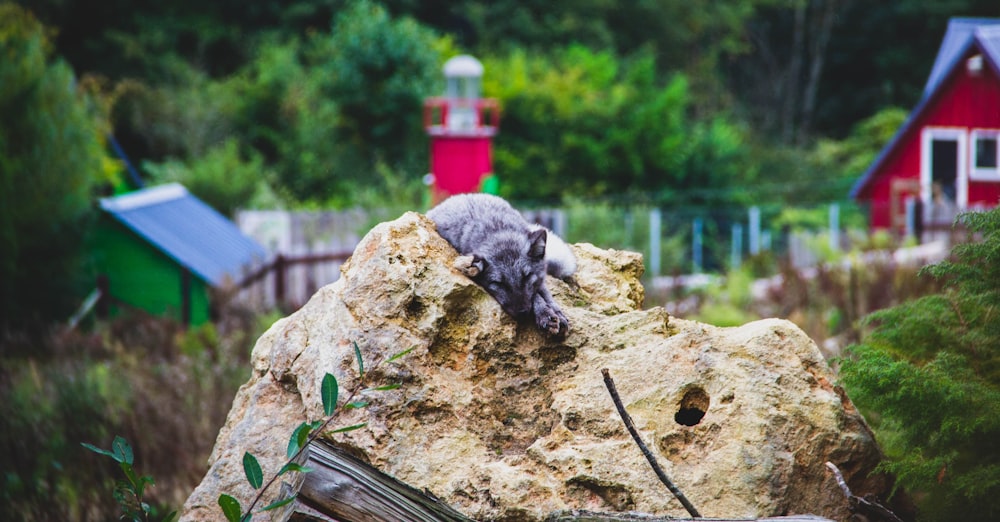 animal lying on rock