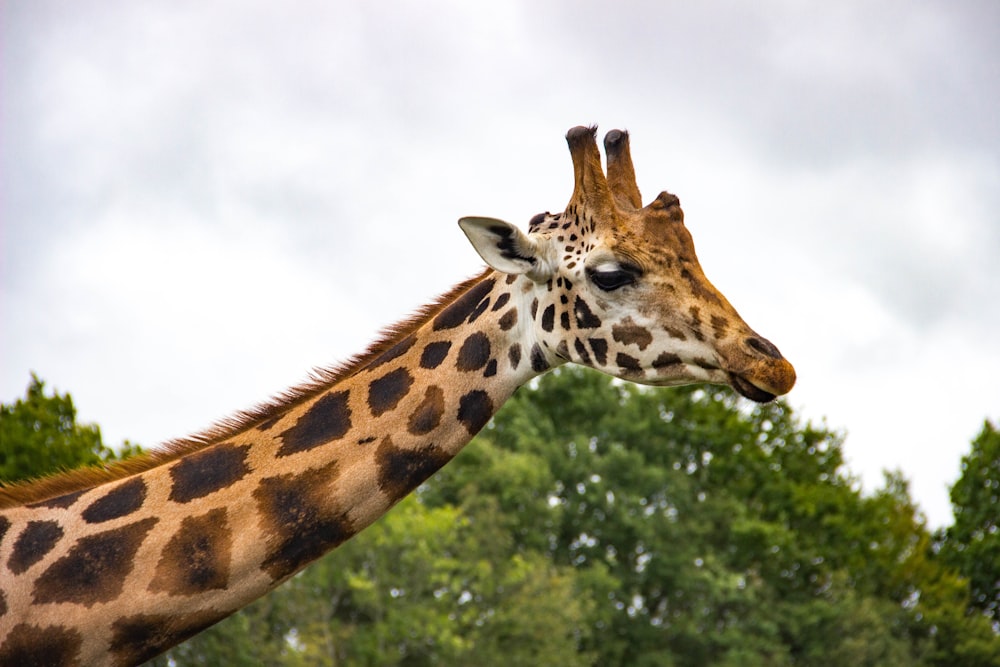 brown giraffe