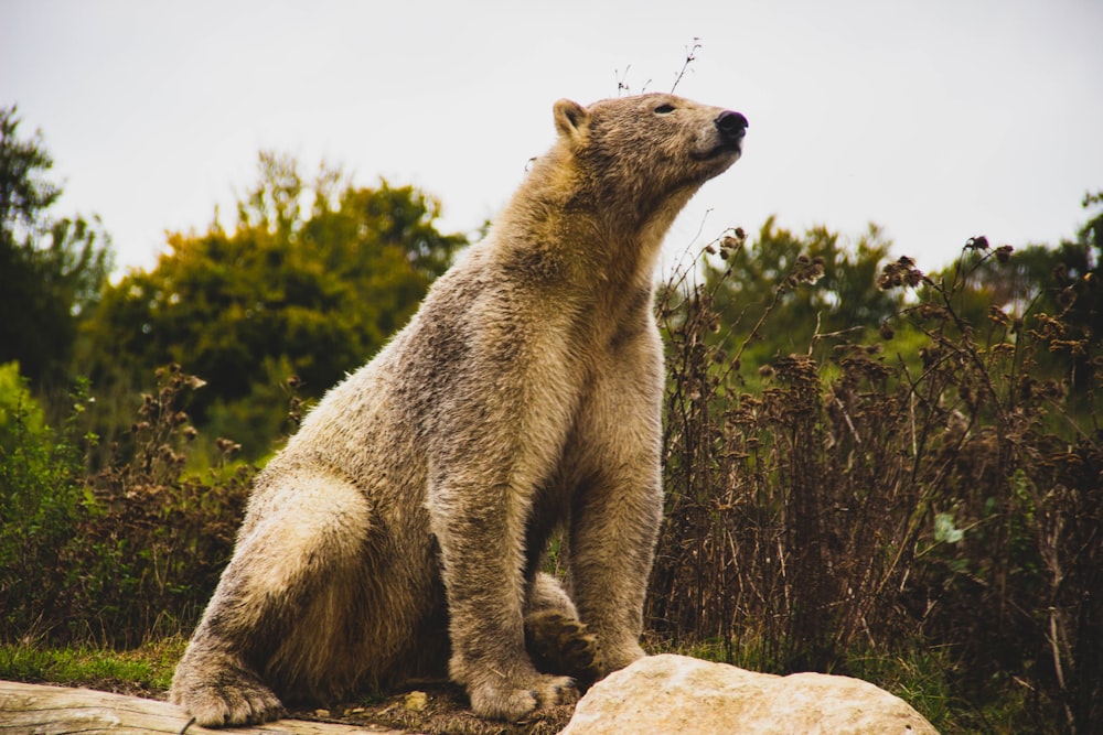 sitting gray bear during daytime