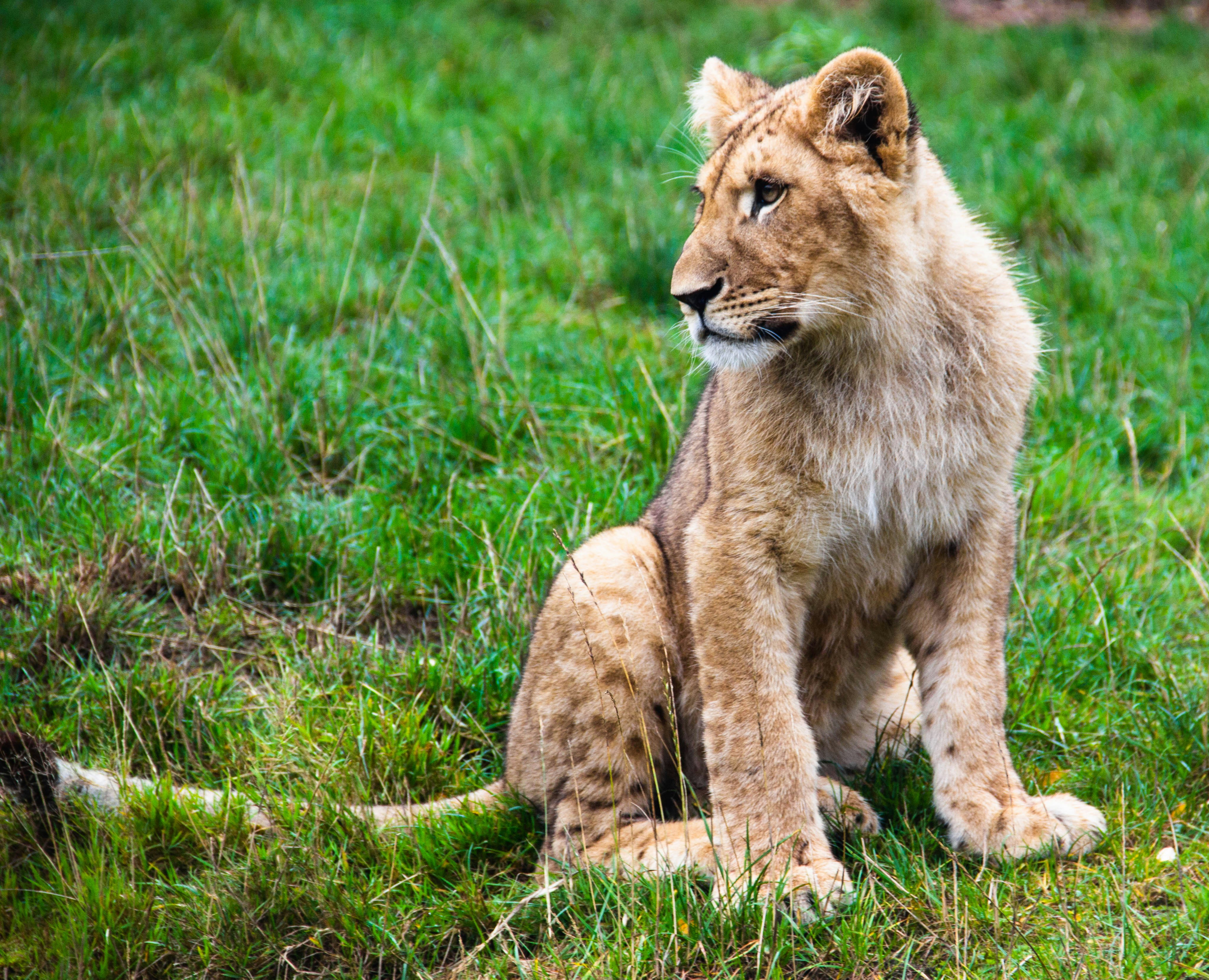 雌ライオンの写真の写真 Unsplashで見つけるセルザ パルク デ サファリの無料写真
