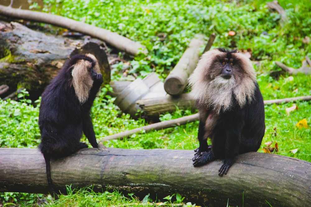 two gray-and-black monkeys on slab