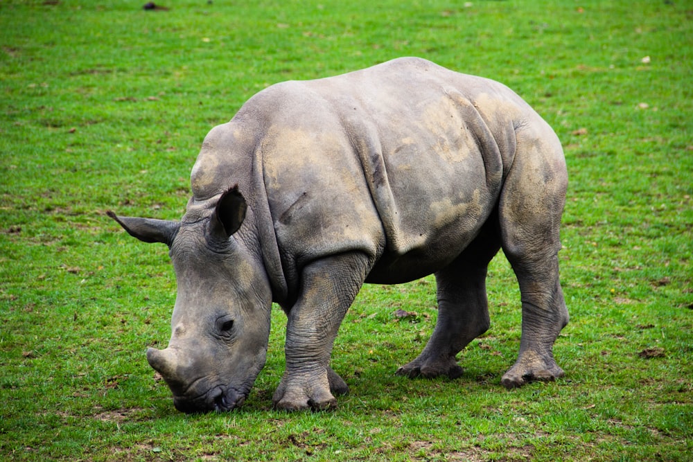white rhinocerus